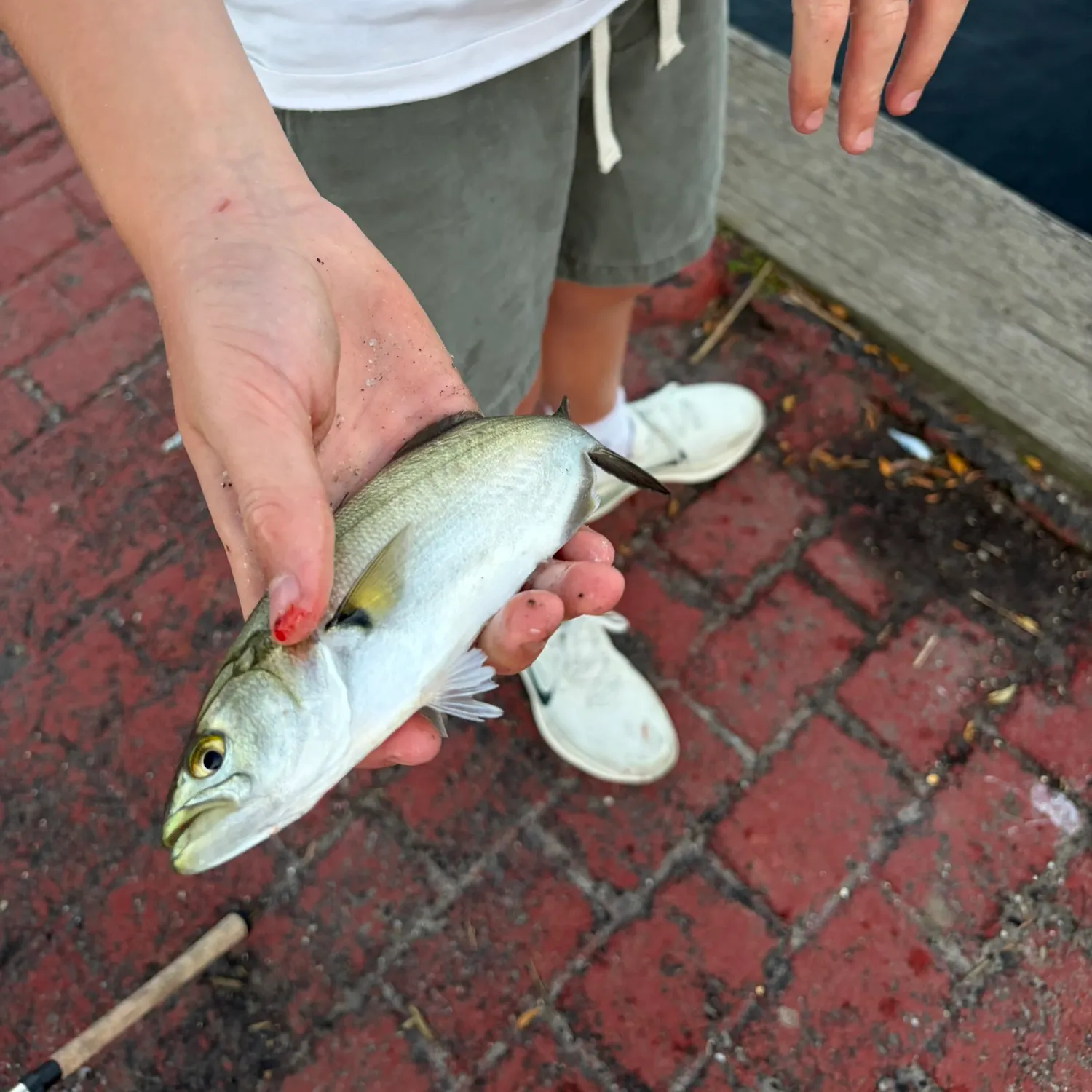 Bluefish caught on Fishbrain