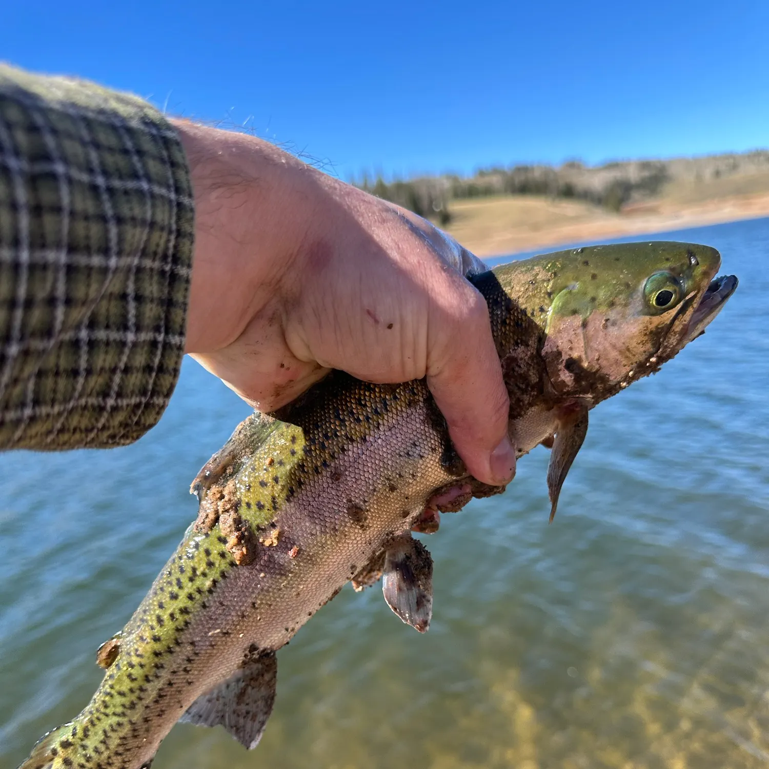 Rainbow trout caught on Fishbrain