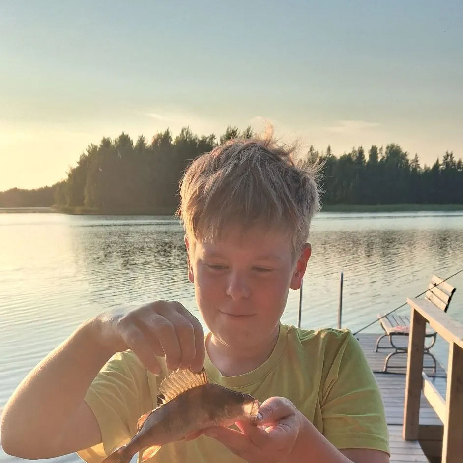 European perch caught on Fishbrain