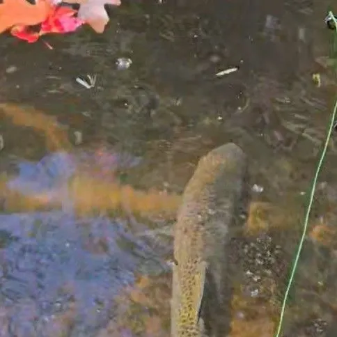 Rainbow trout caught on Fishbrain