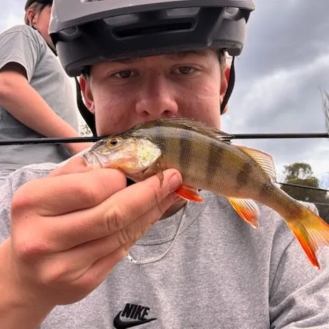 European perch caught on Fishbrain