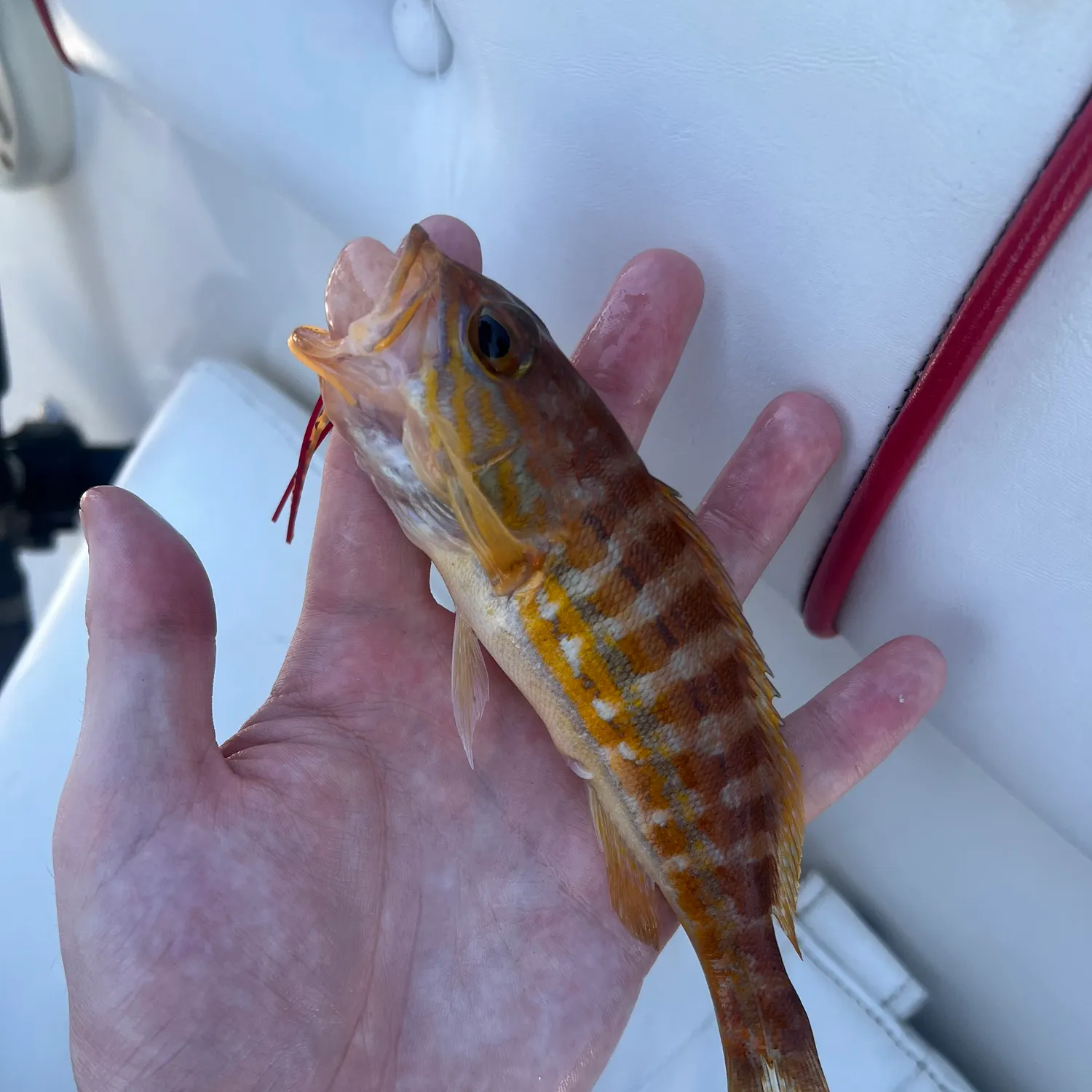 The most recent Comber catches on Fishbrain