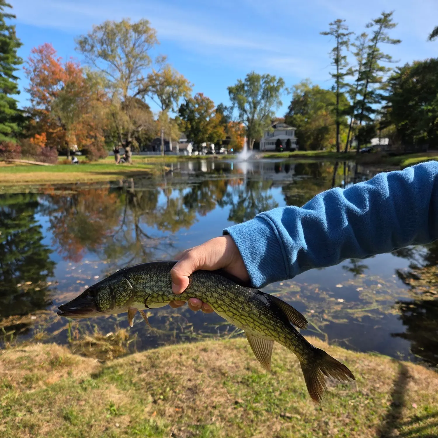 Chain pickerel caught on Fishbrain