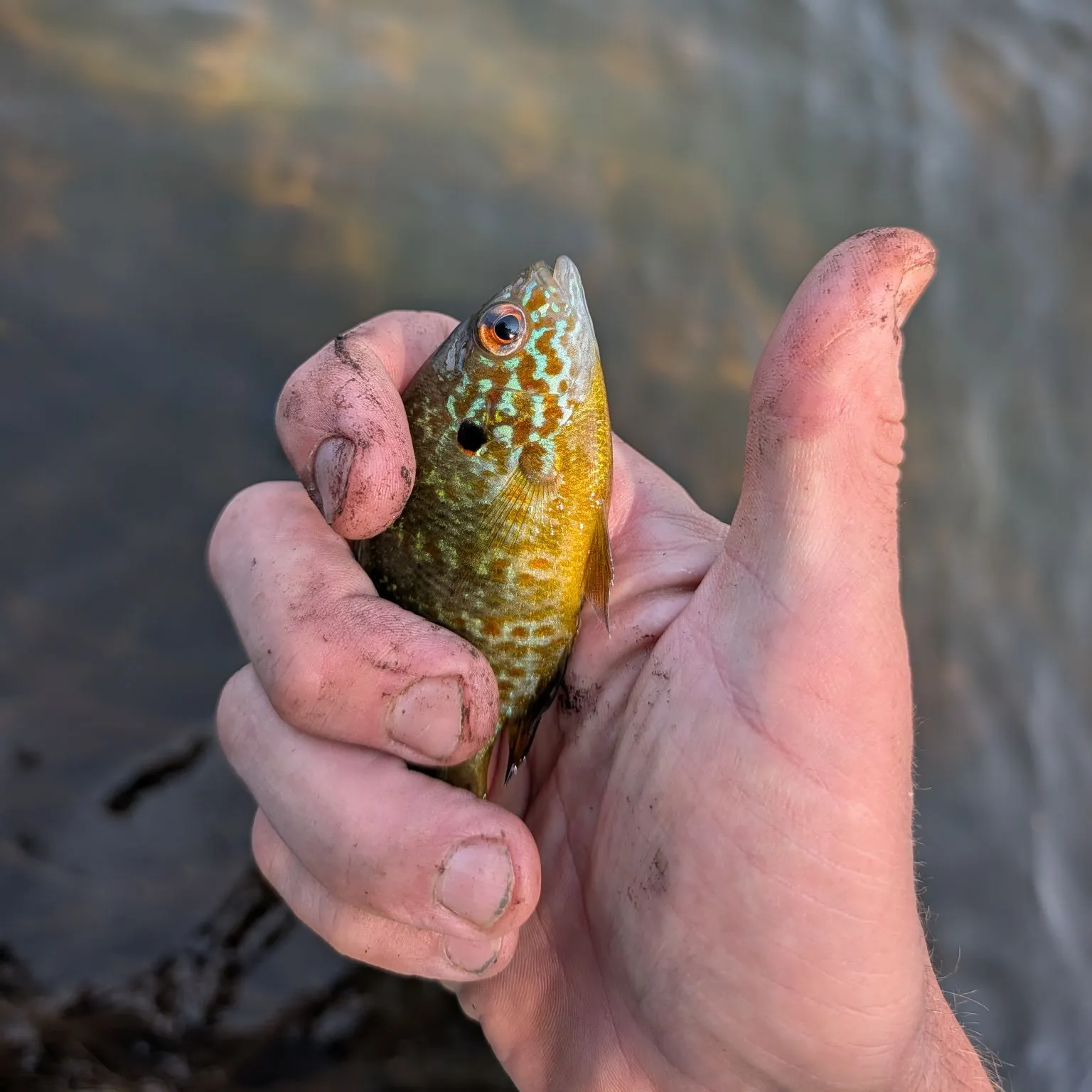 Pumpkinseed caught on Fishbrain