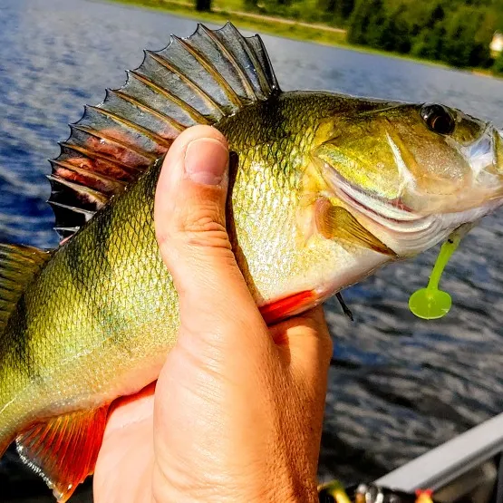 angler catch