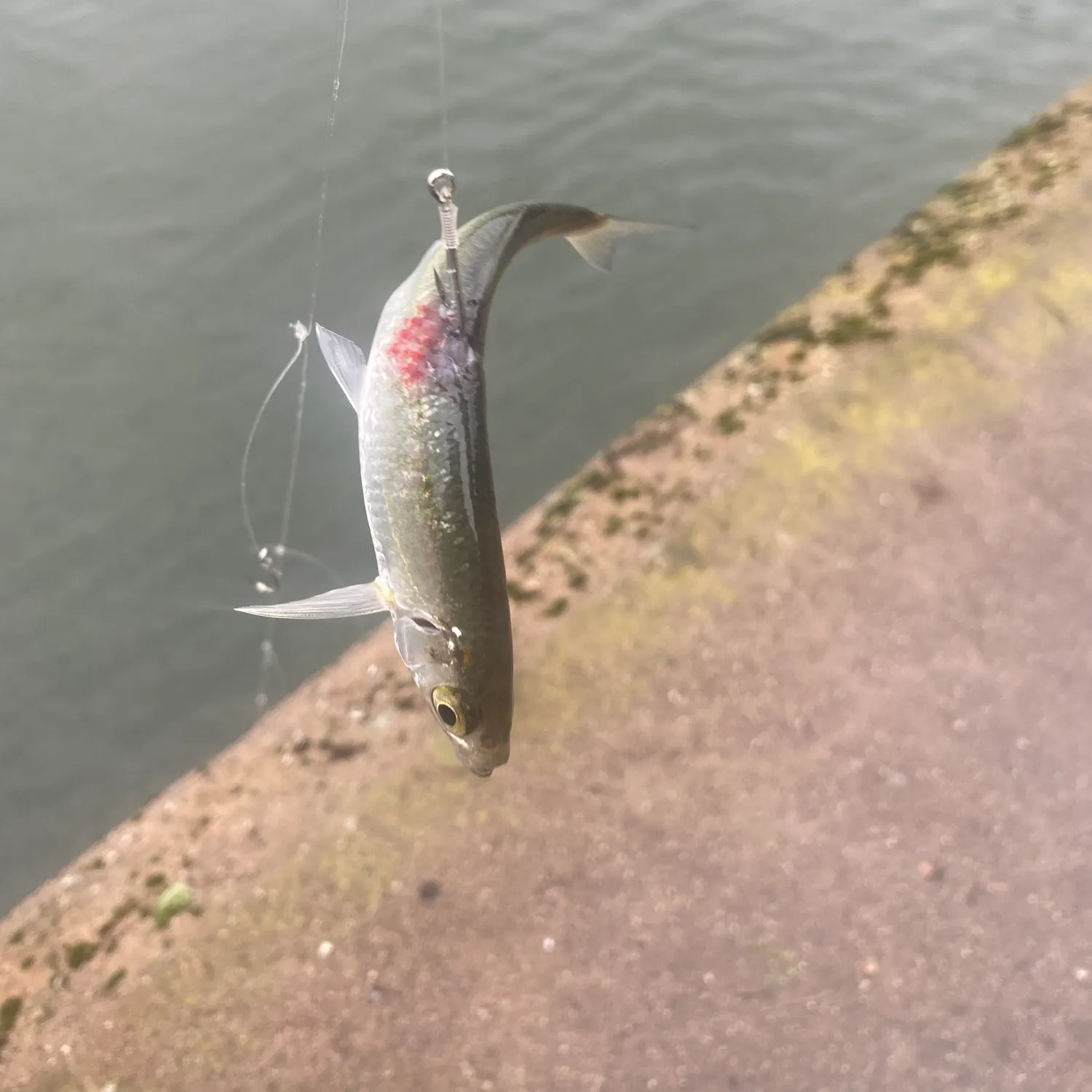 Atlantic herring caught on Fishbrain