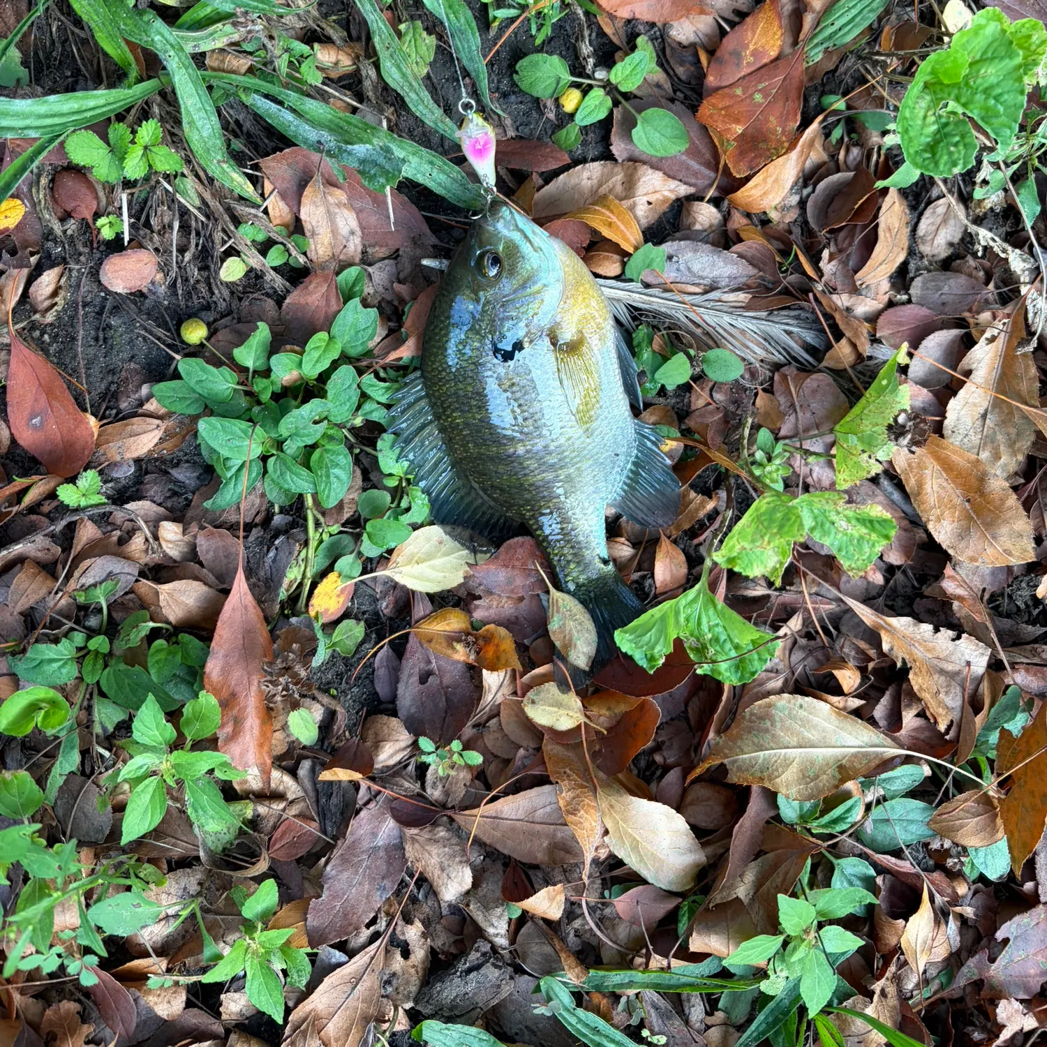 Bluegill caught on Fishbrain