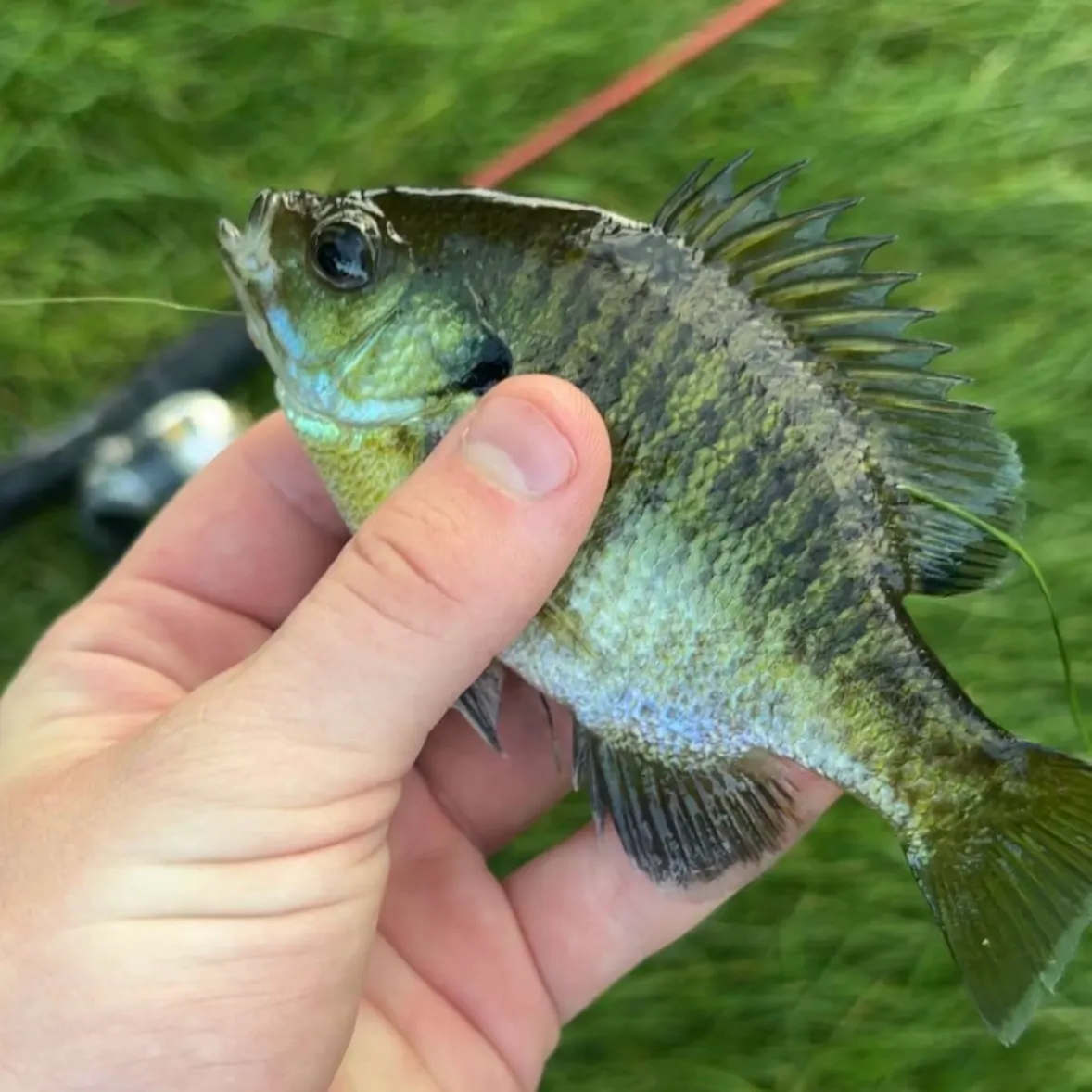 Pumpkinseed caught on Fishbrain