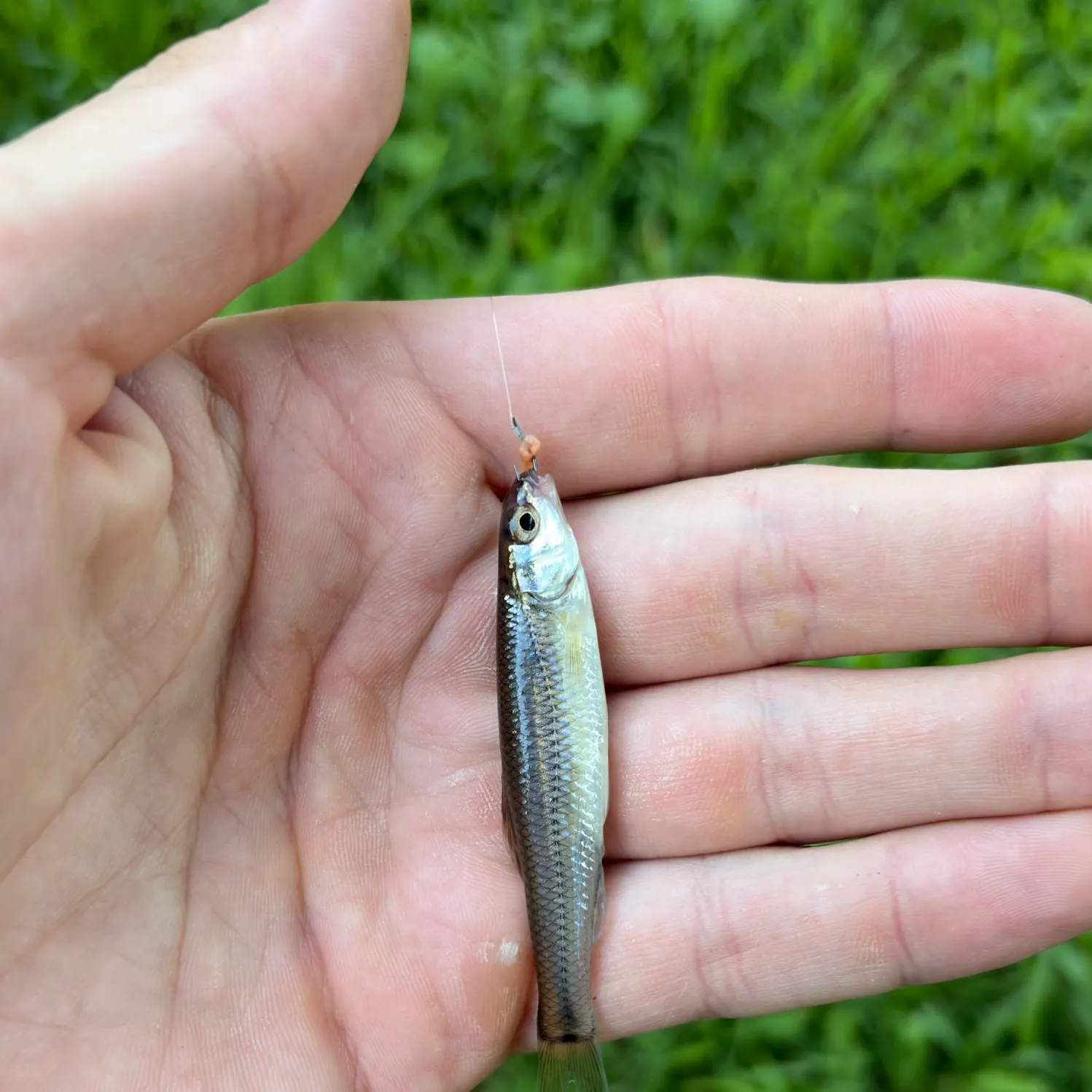 Creek chub caught on Fishbrain