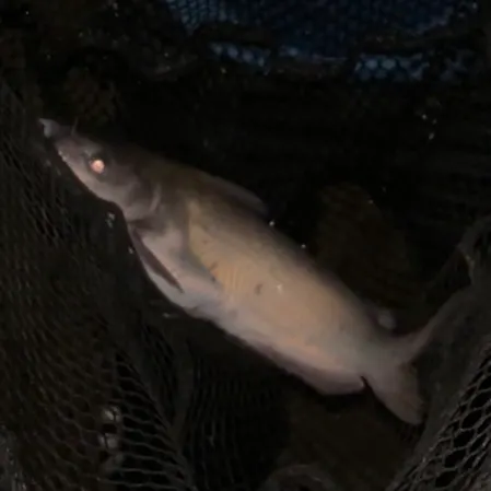 Channel catfish caught on Fishbrain