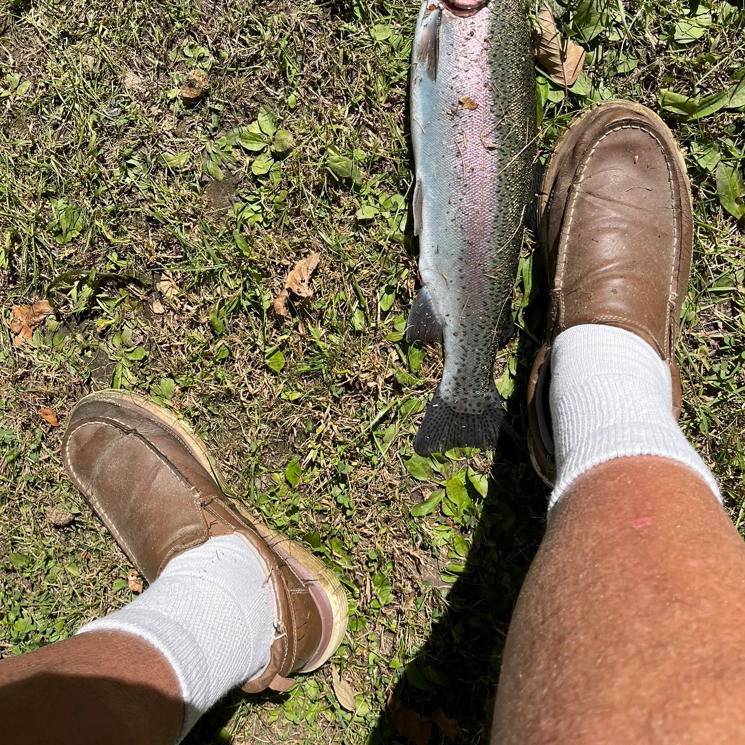 Rainbow trout caught on Fishbrain