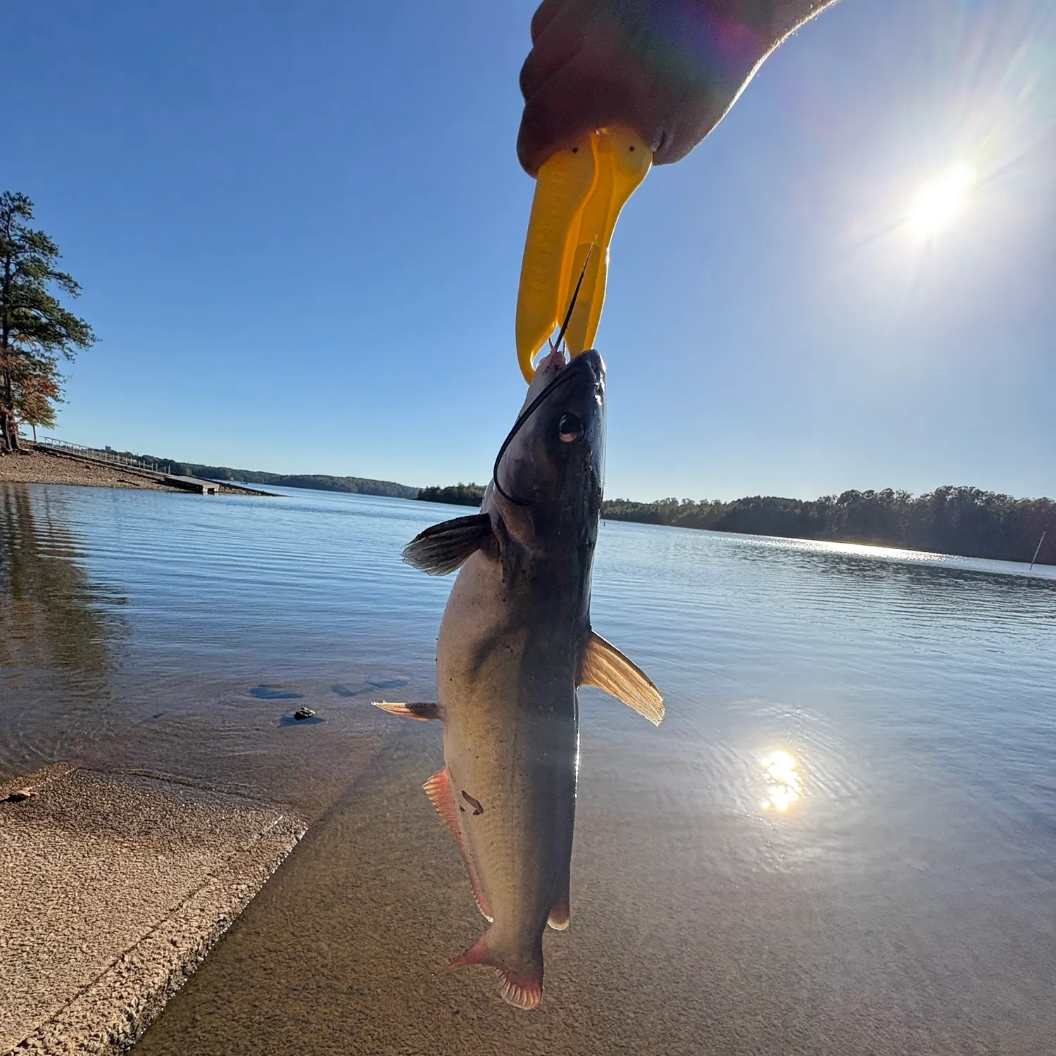 Channel catfish caught on Fishbrain