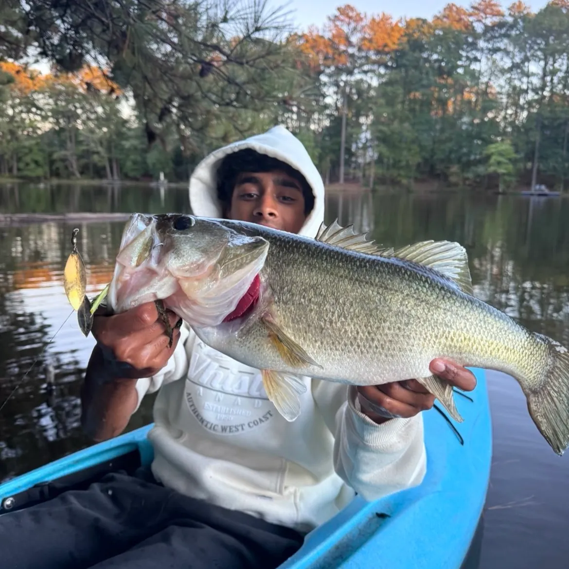 Largemouth bass caught on Fishbrain