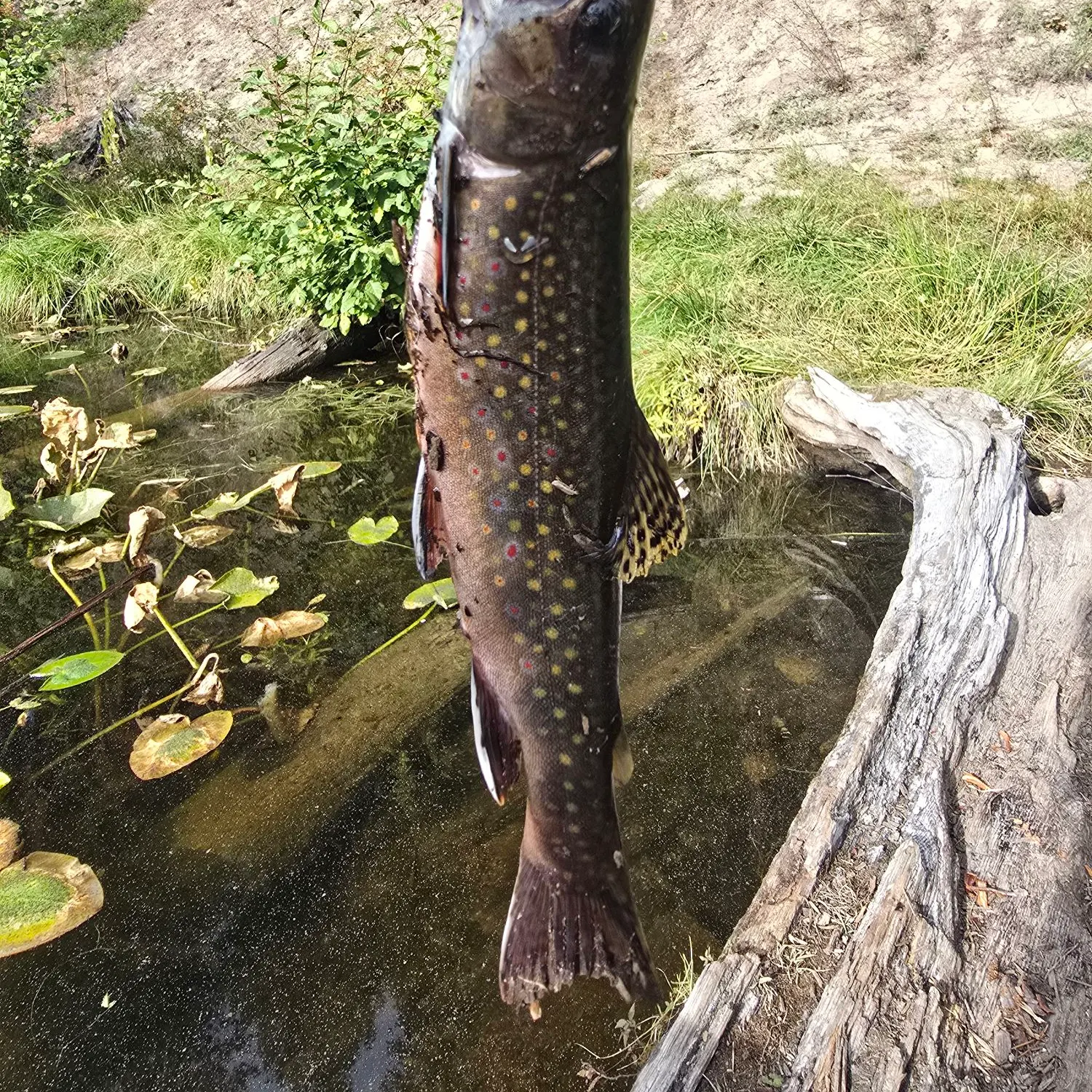 Brook trout caught on Fishbrain