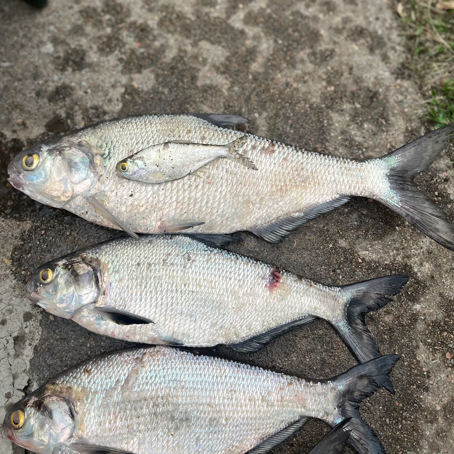 recently logged catches