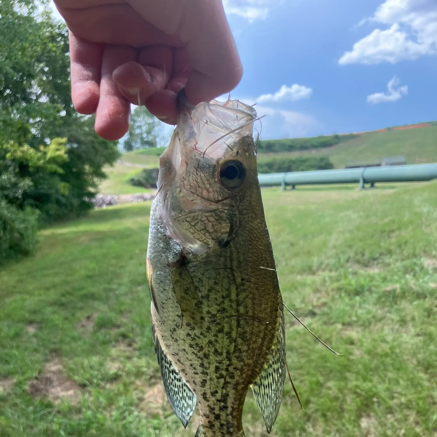 Black crappie caught on Fishbrain