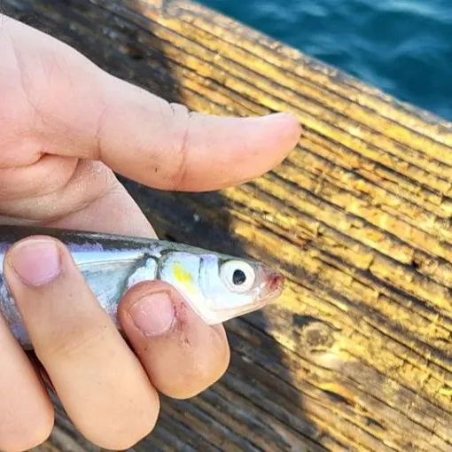 The most recent Surf smelt catches on Fishbrain