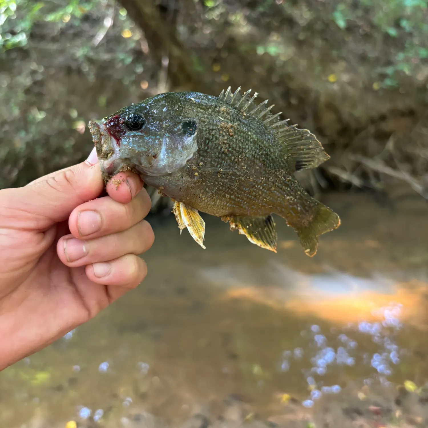 Greengill hybrid caught on Fishbrain