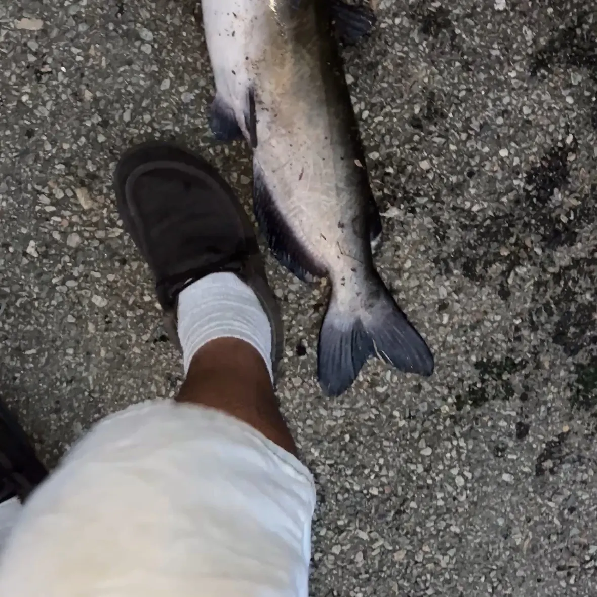 Channel catfish caught on Fishbrain