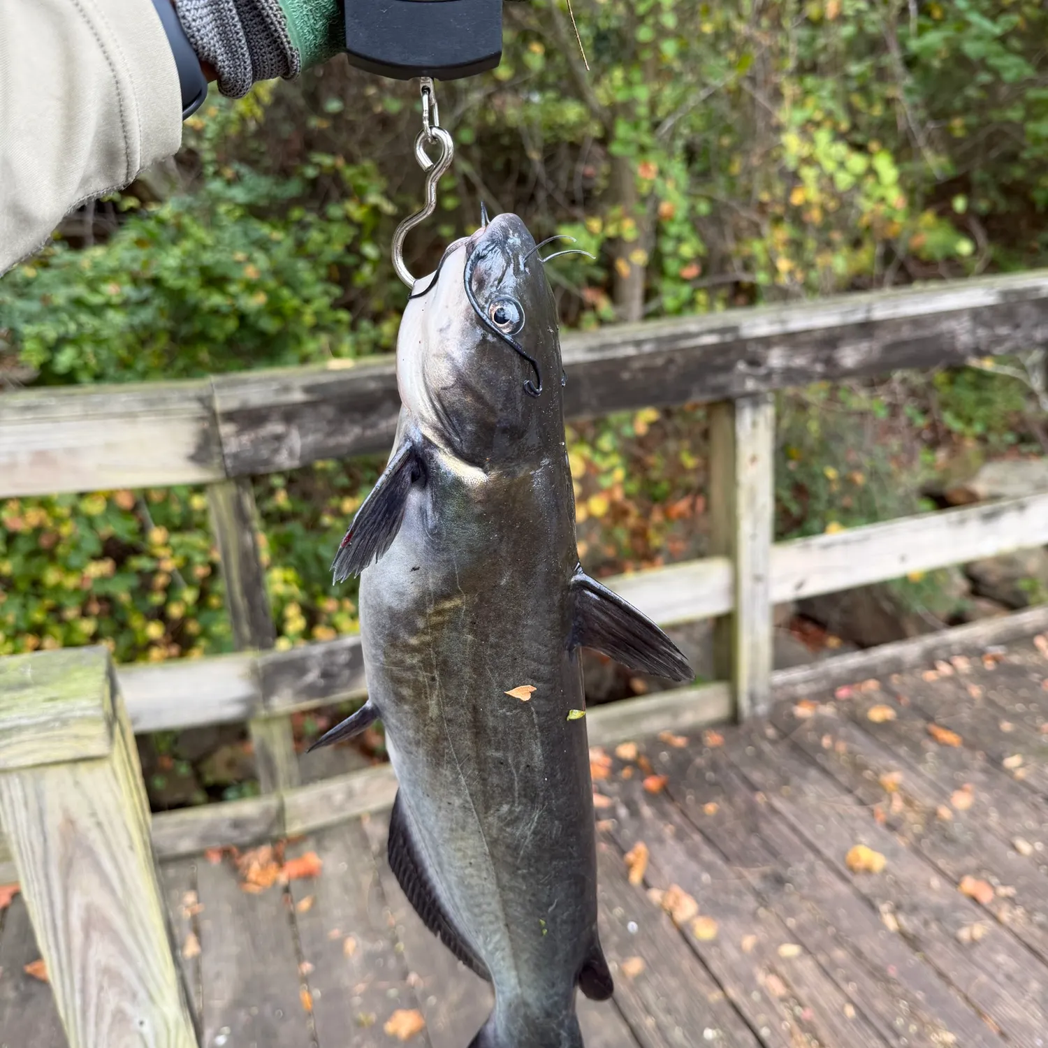 Channel catfish caught on Fishbrain
