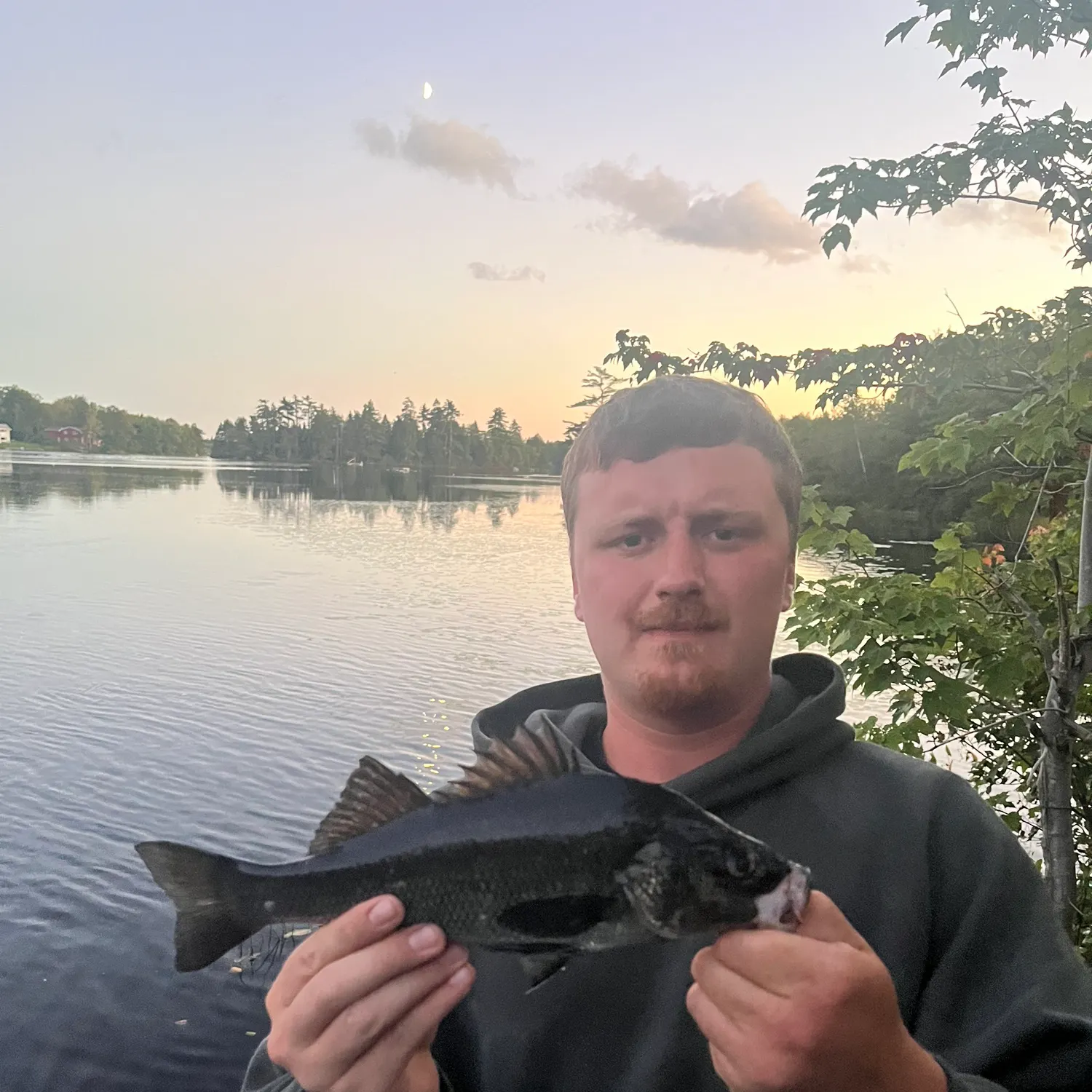 White perch caught on Fishbrain