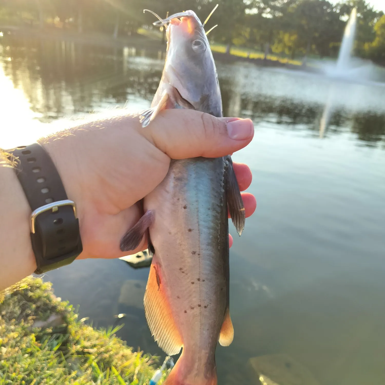 Channel catfish caught on Fishbrain
