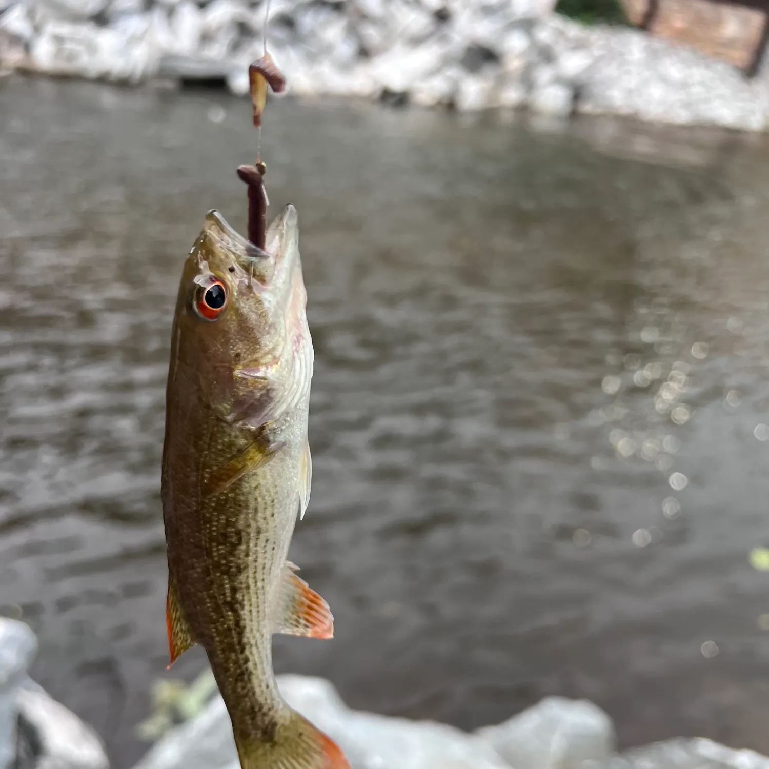 most liked catch image