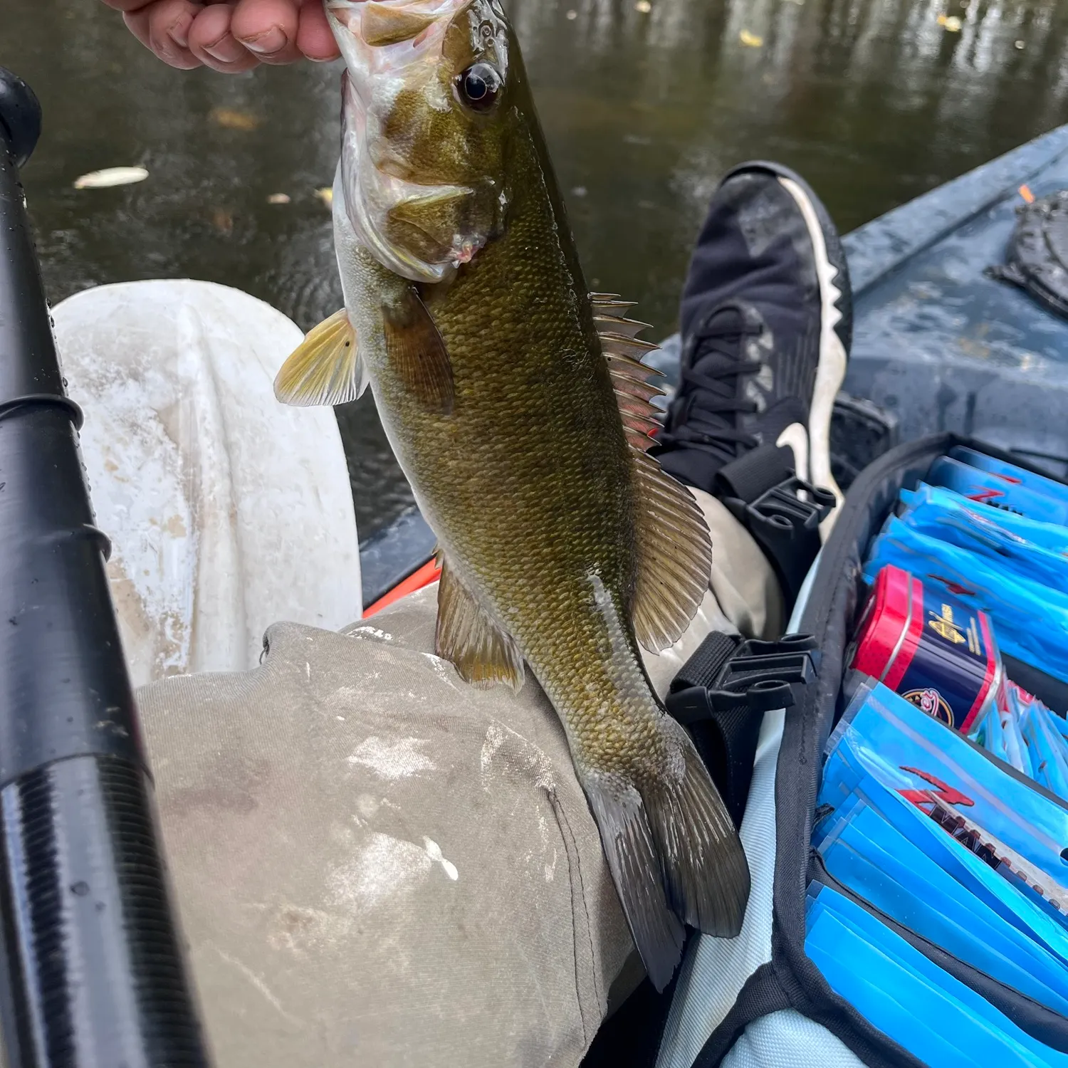 Smallmouth bass caught on Fishbrain