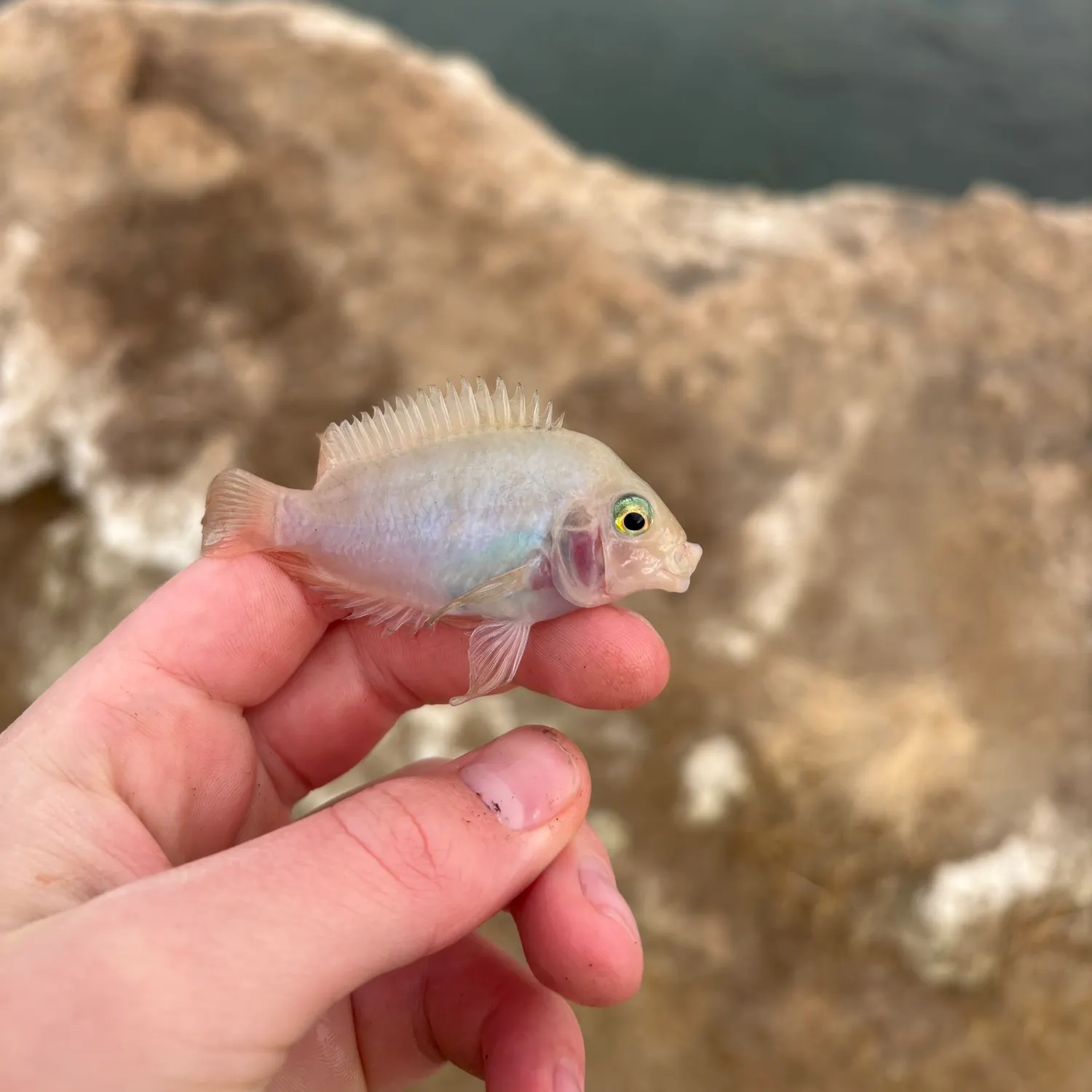 The most recent Convict cichlid catches on Fishbrain