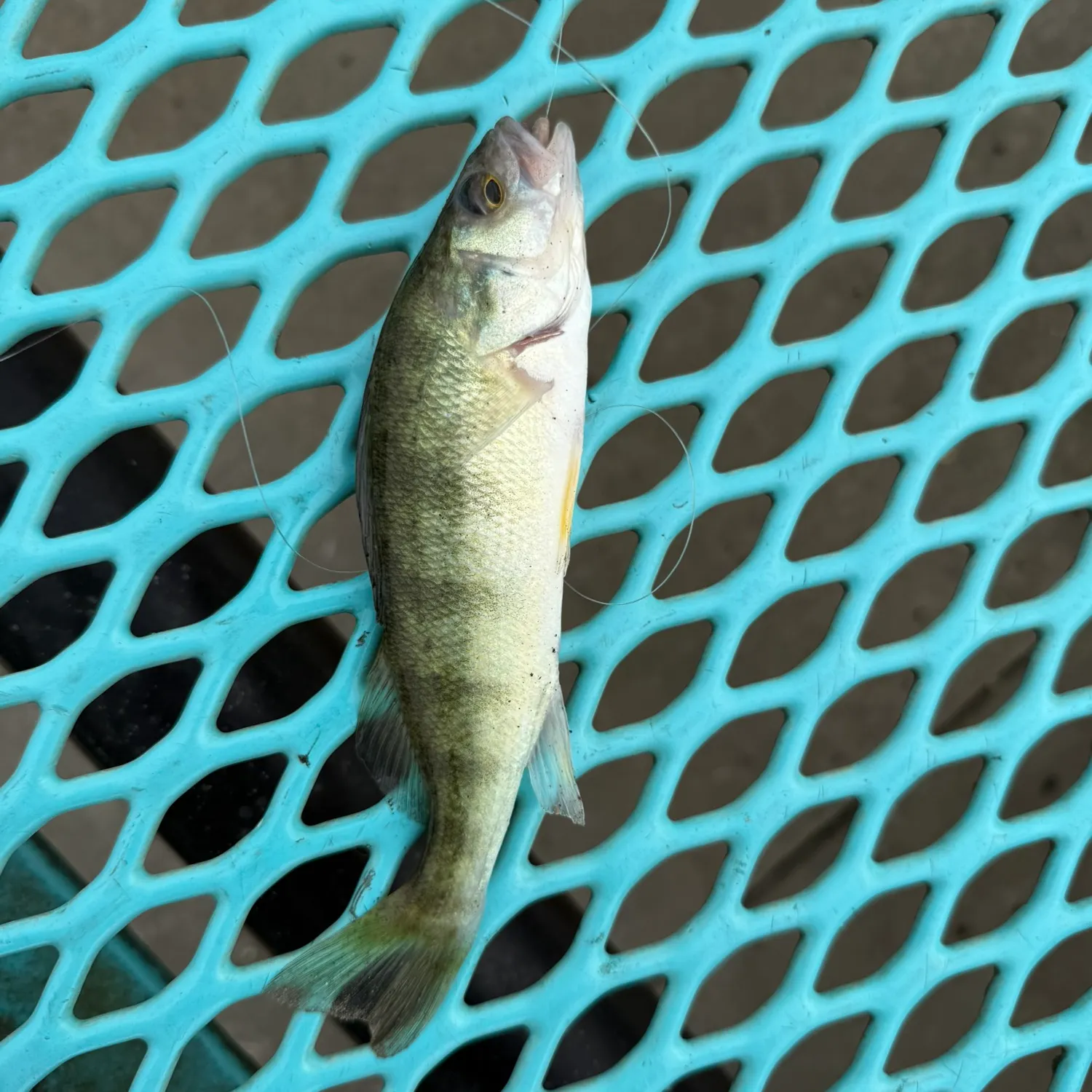 Yellow perch caught on Fishbrain