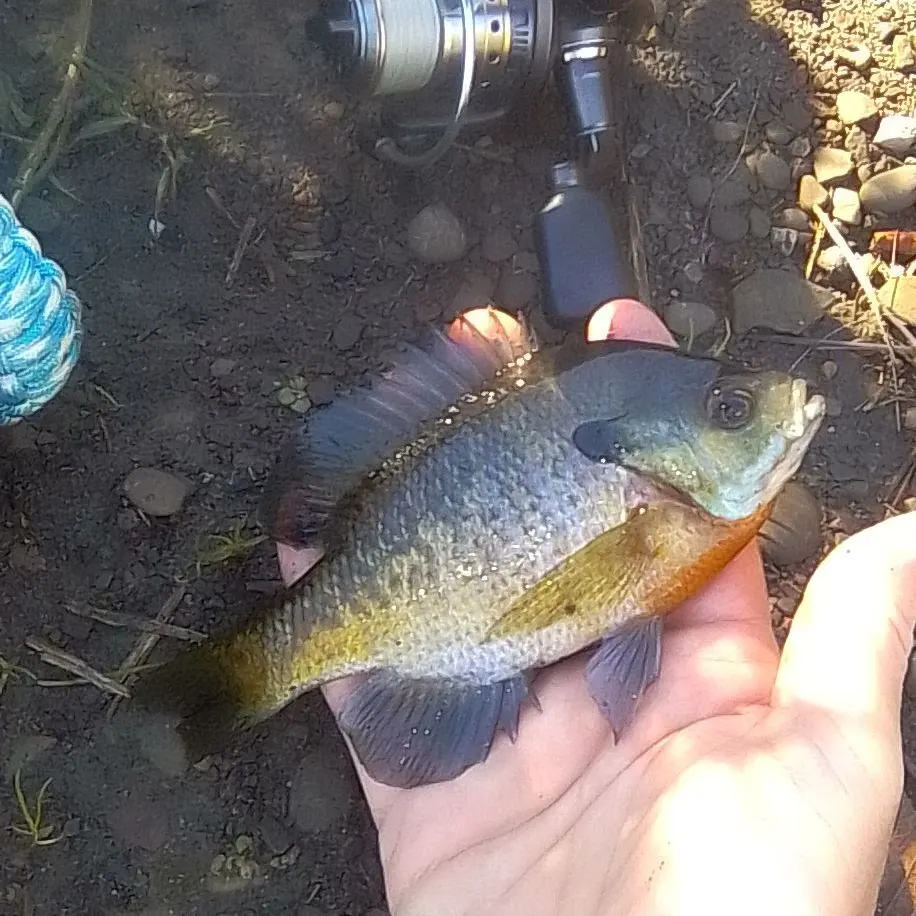 Bluegill caught on Fishbrain