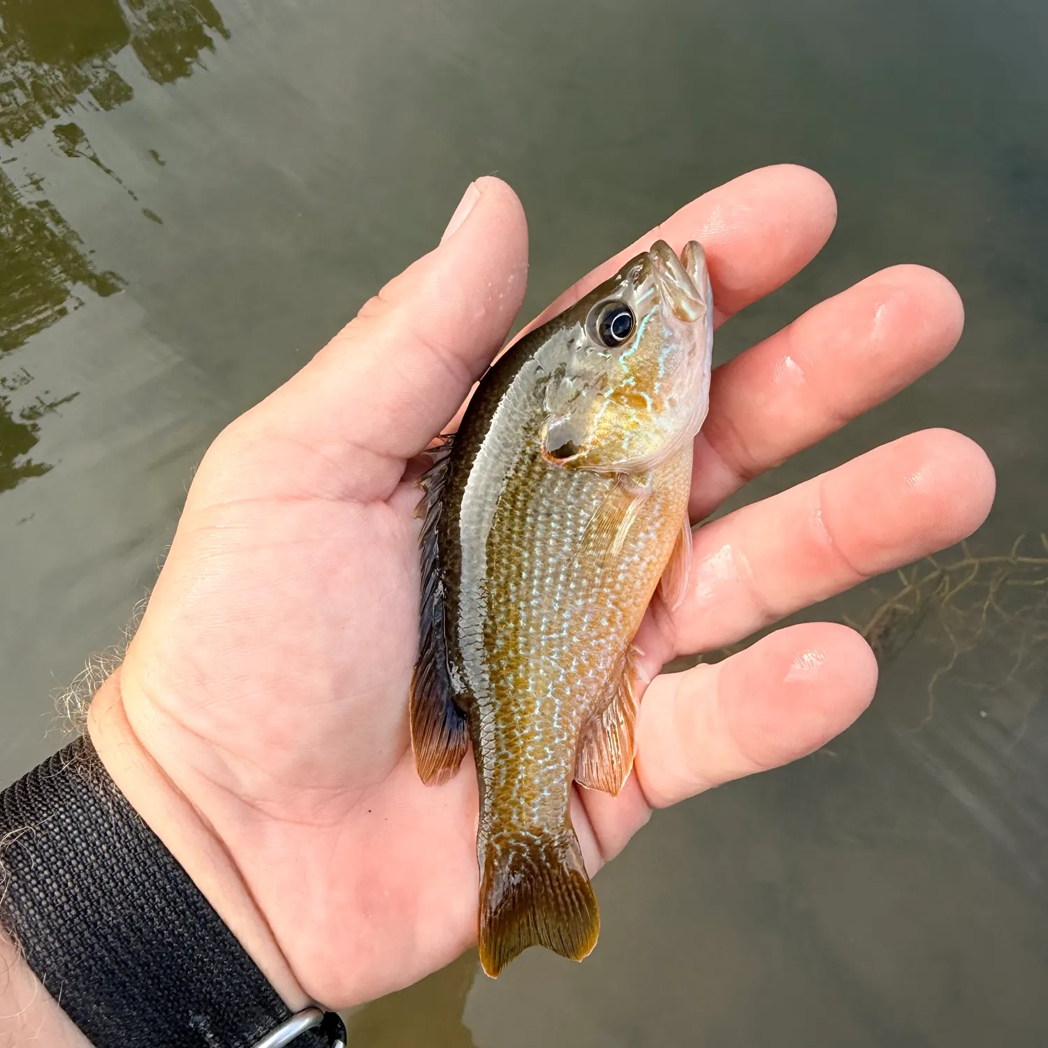 Green sunfish caught on Fishbrain