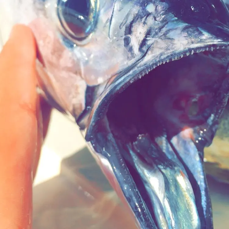 The most recent Skipjack tuna catches on Fishbrain