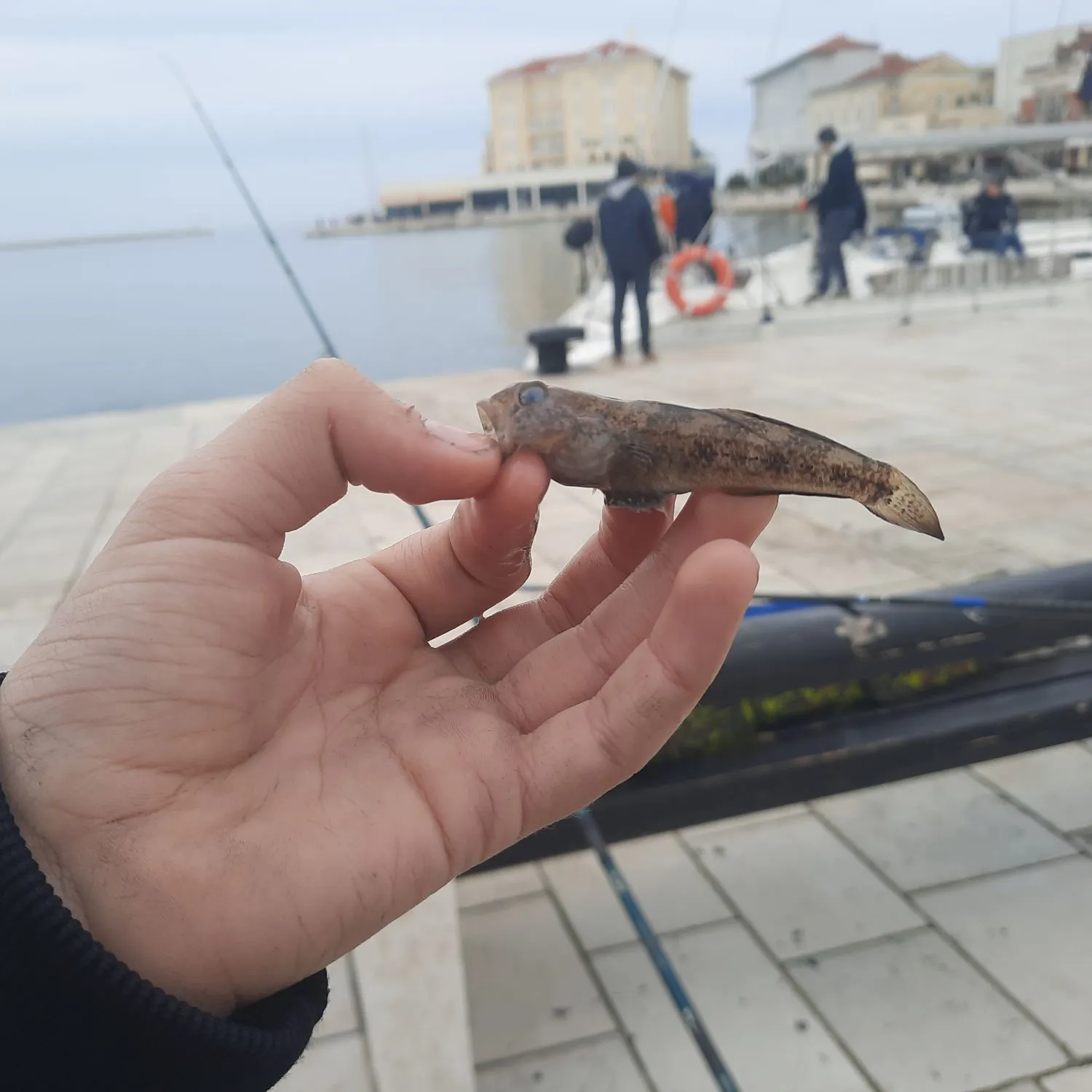 The most recent Sand goby catches on Fishbrain