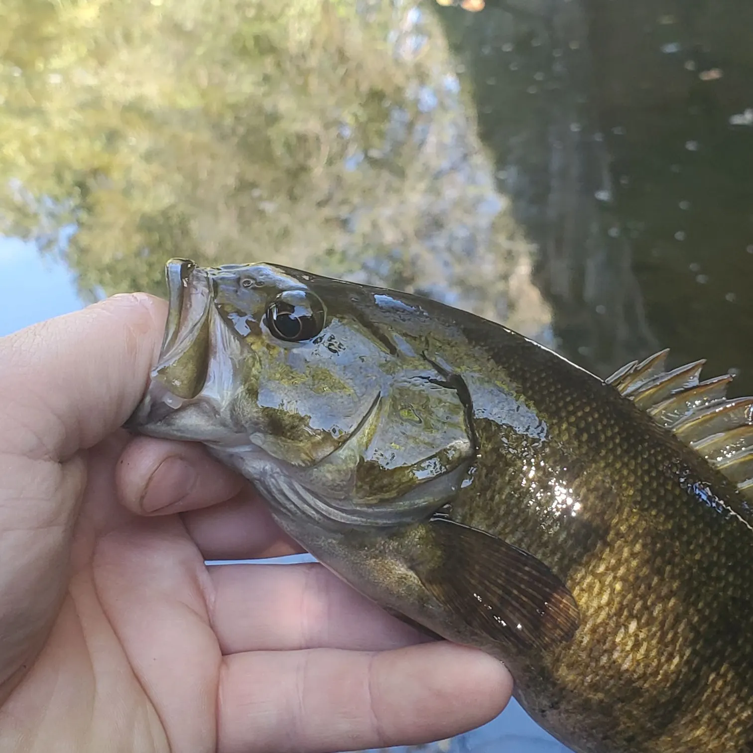 Smallmouth bass caught on Fishbrain