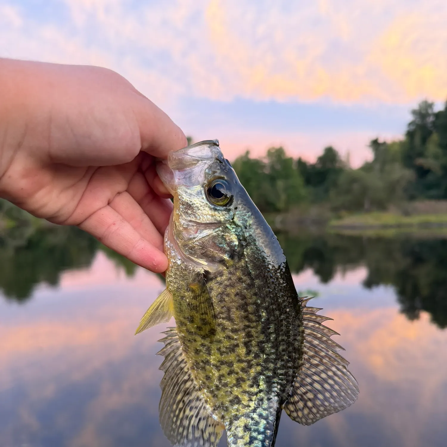Black crappie caught on Fishbrain