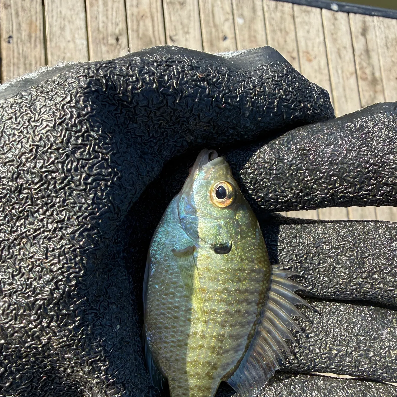 Bluegill caught on Fishbrain