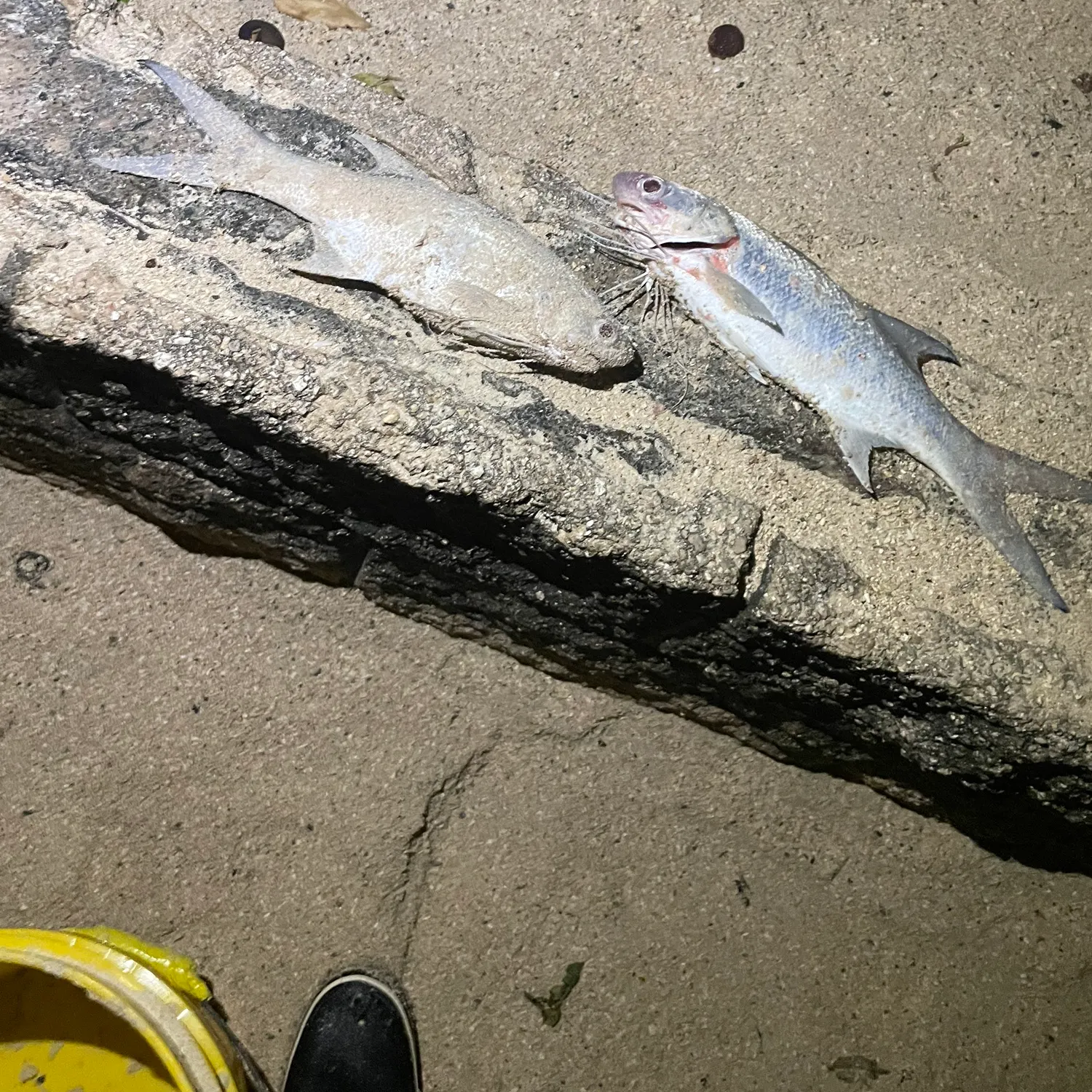 The most recent Sixfinger threadfin catches on Fishbrain