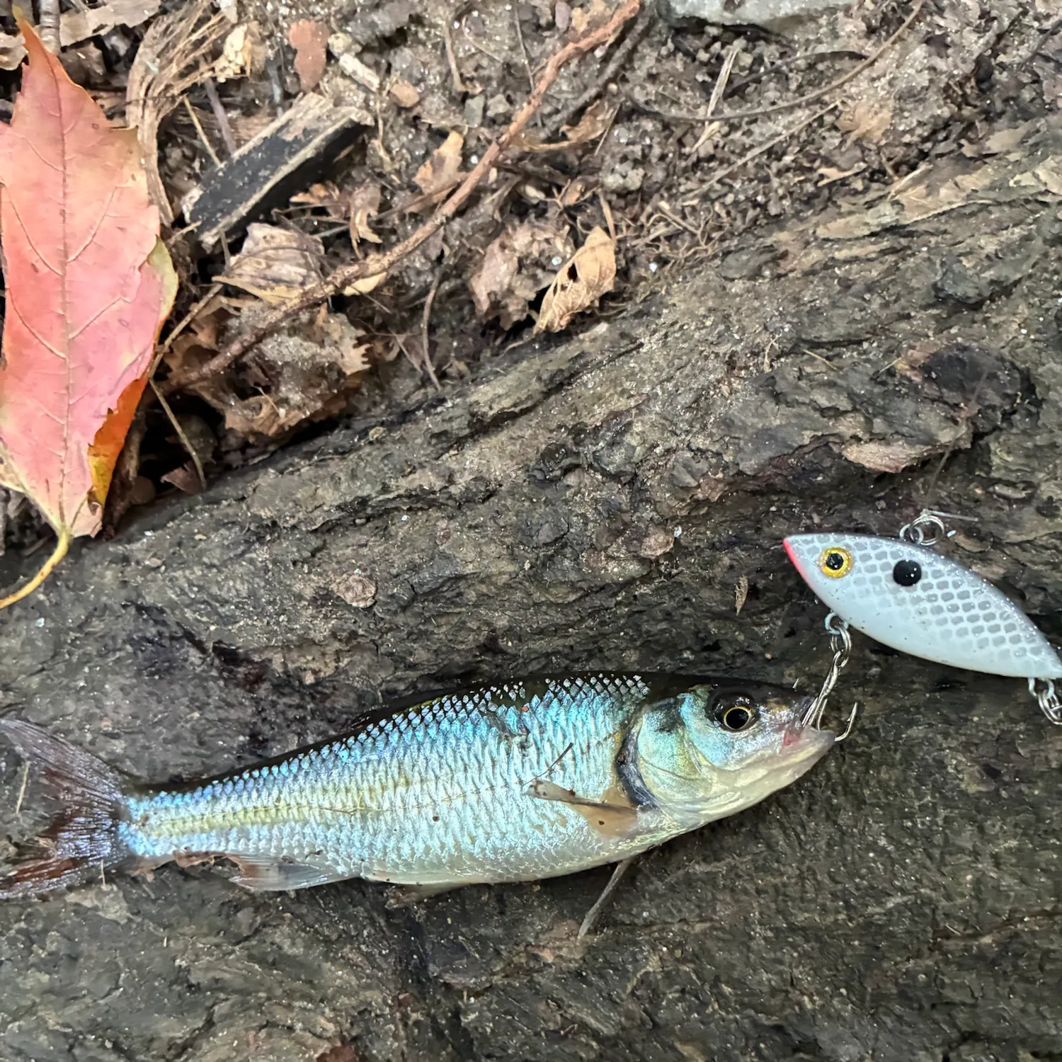 Common shiner caught on Fishbrain