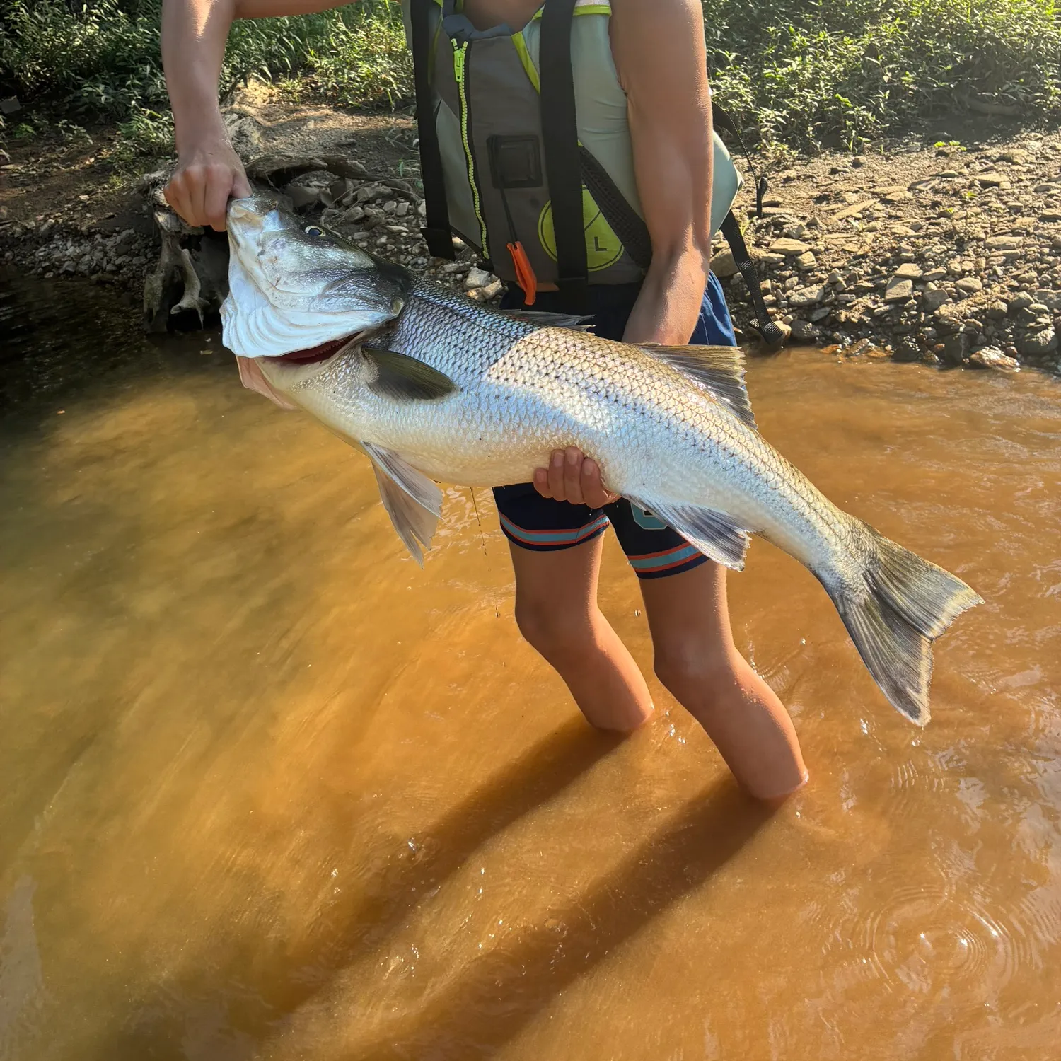 Striped bass caught on Fishbrain