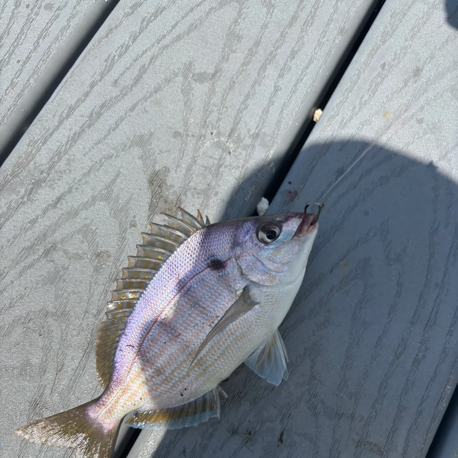 The most recent White grunt catches on Fishbrain