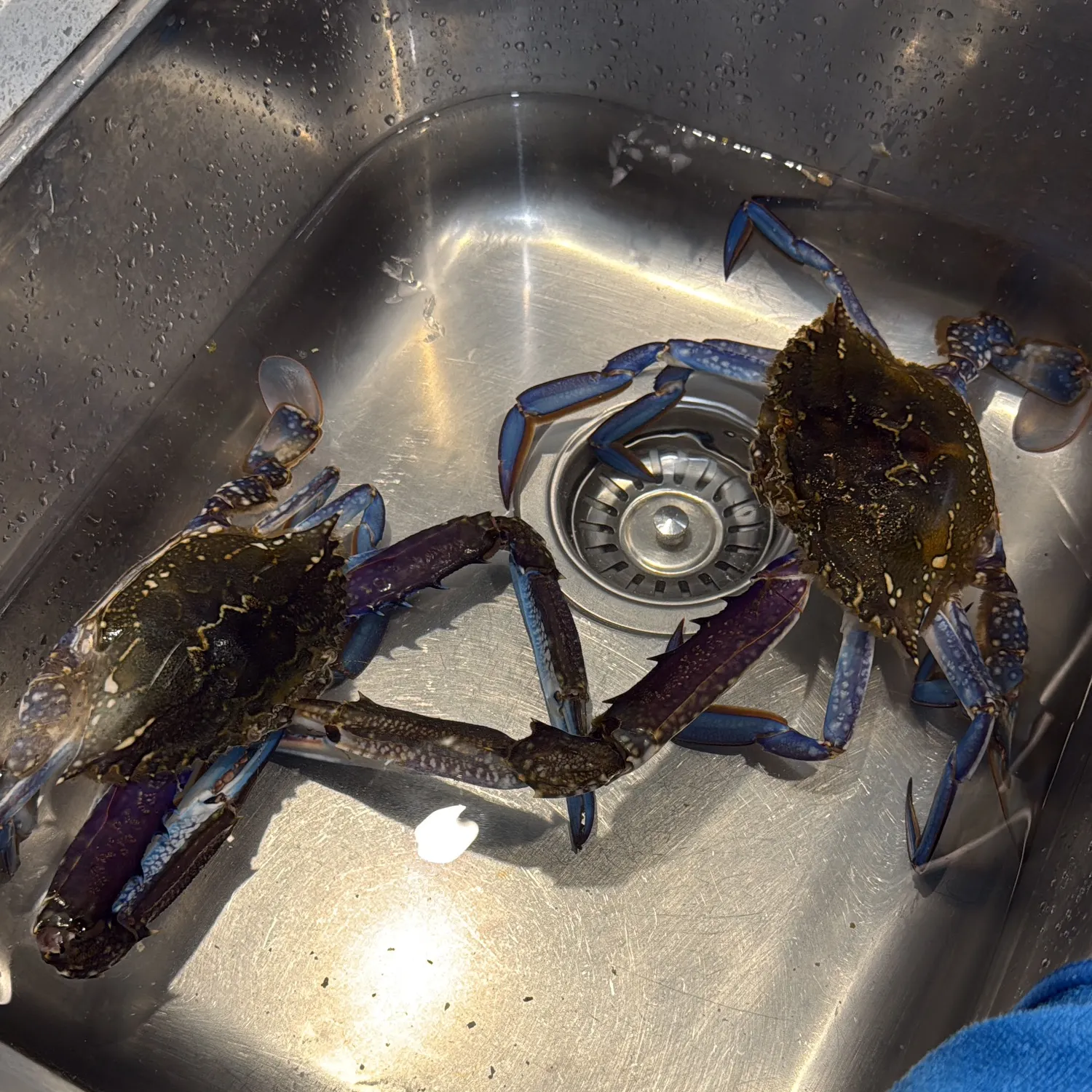 The most recent Blue swimmer crab catches on Fishbrain
