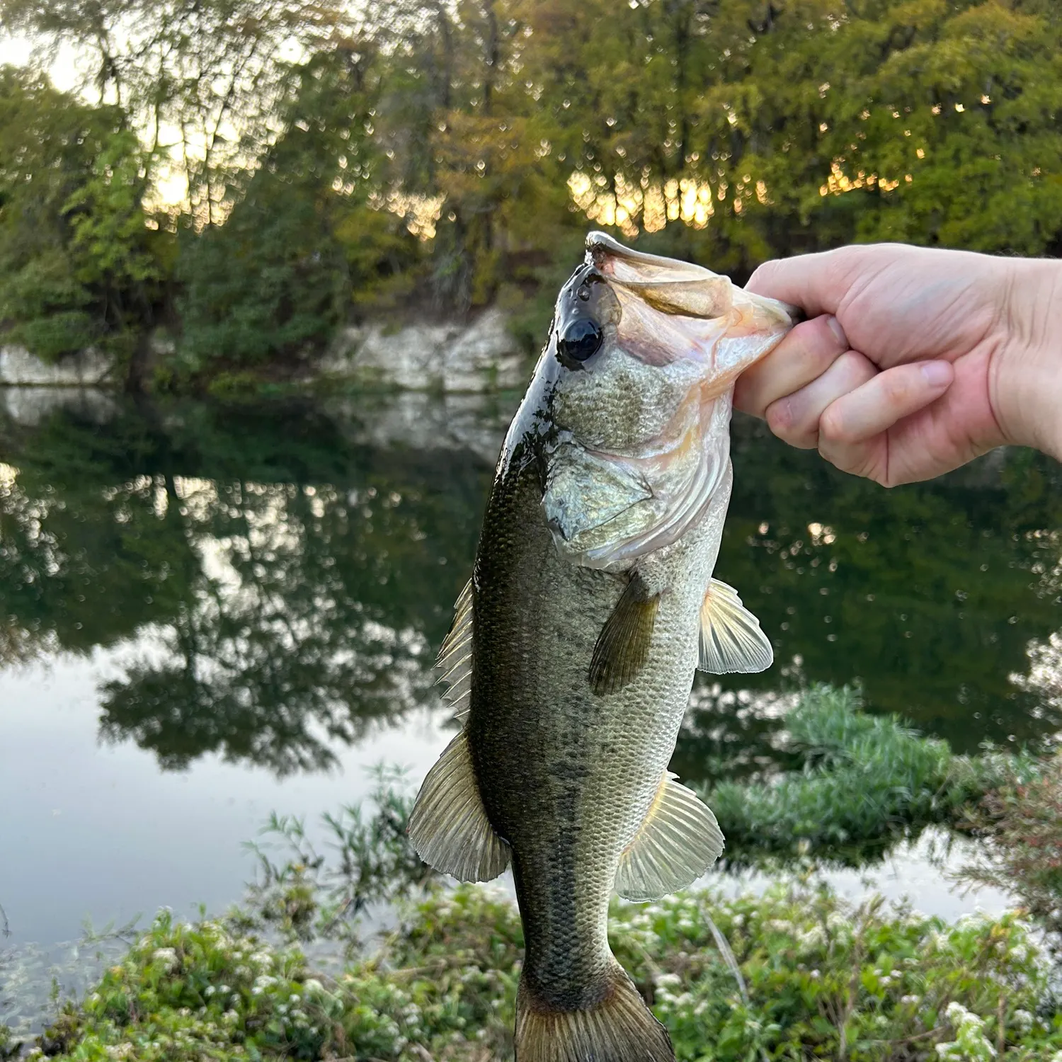 Largemouth bass caught on Fishbrain