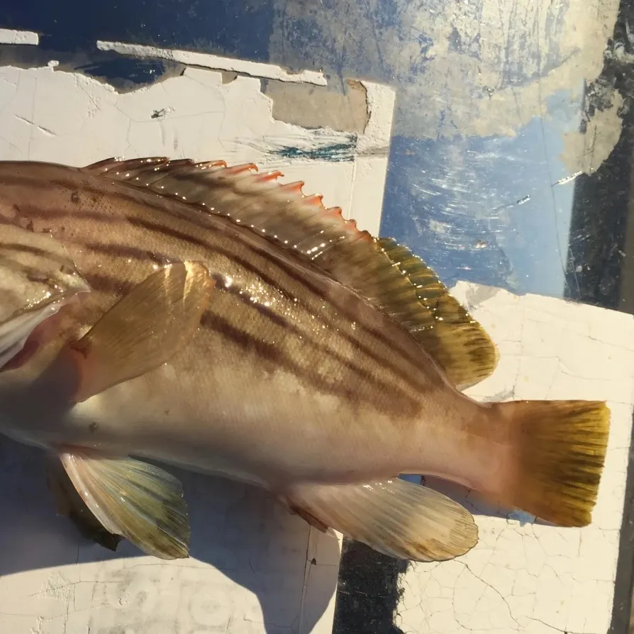 The most recent Striped grouper catches on Fishbrain