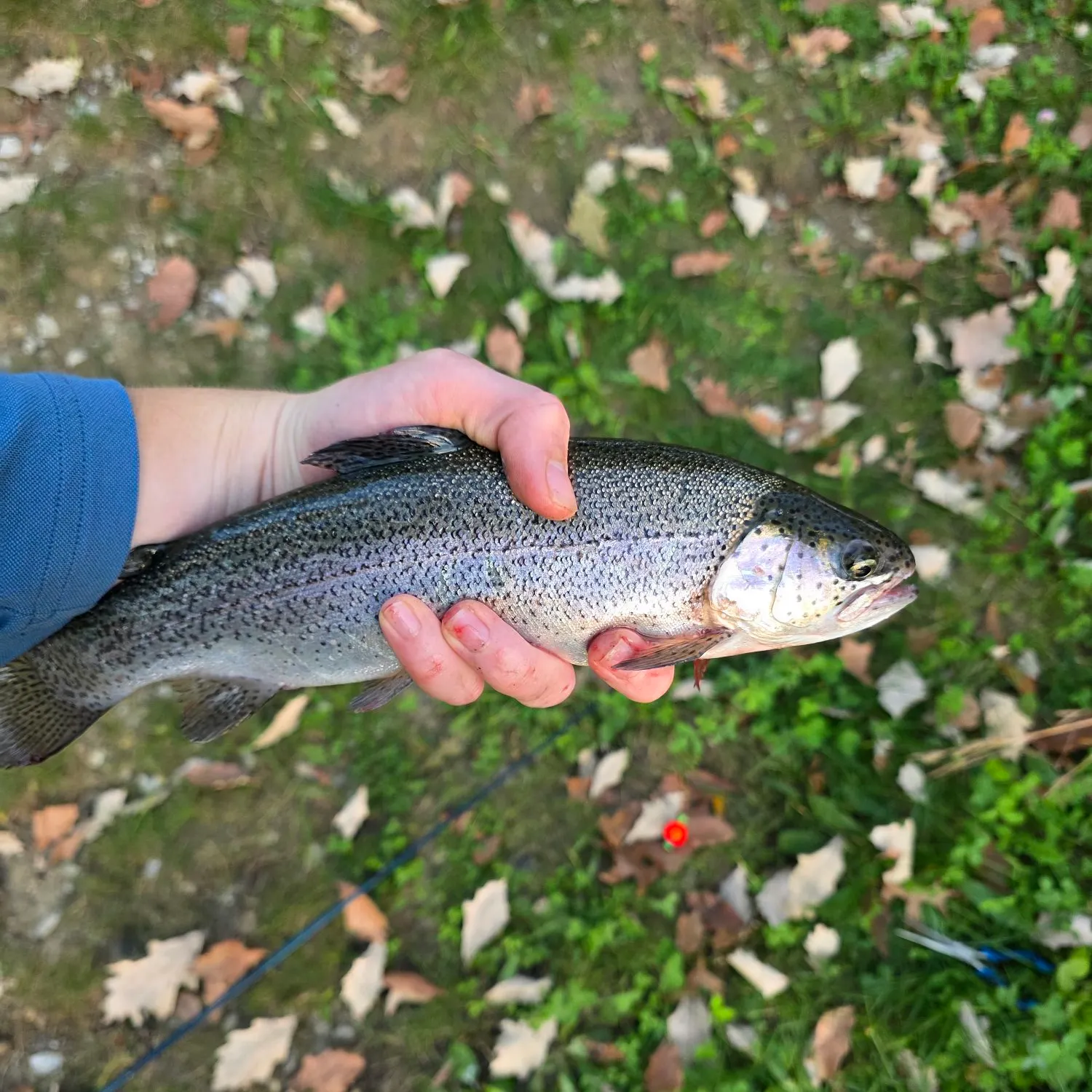Rainbow trout caught on Fishbrain