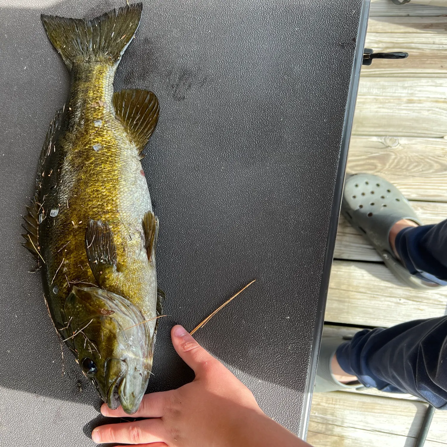 Smallmouth bass caught on Fishbrain