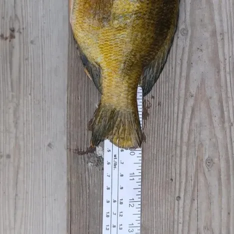 Bluegill caught on Fishbrain