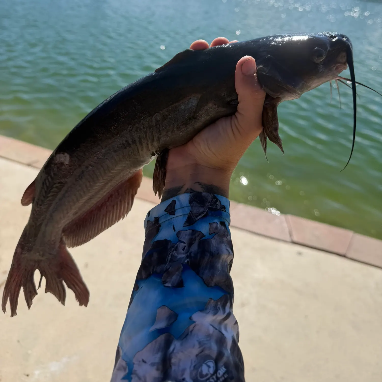 Channel catfish caught on Fishbrain