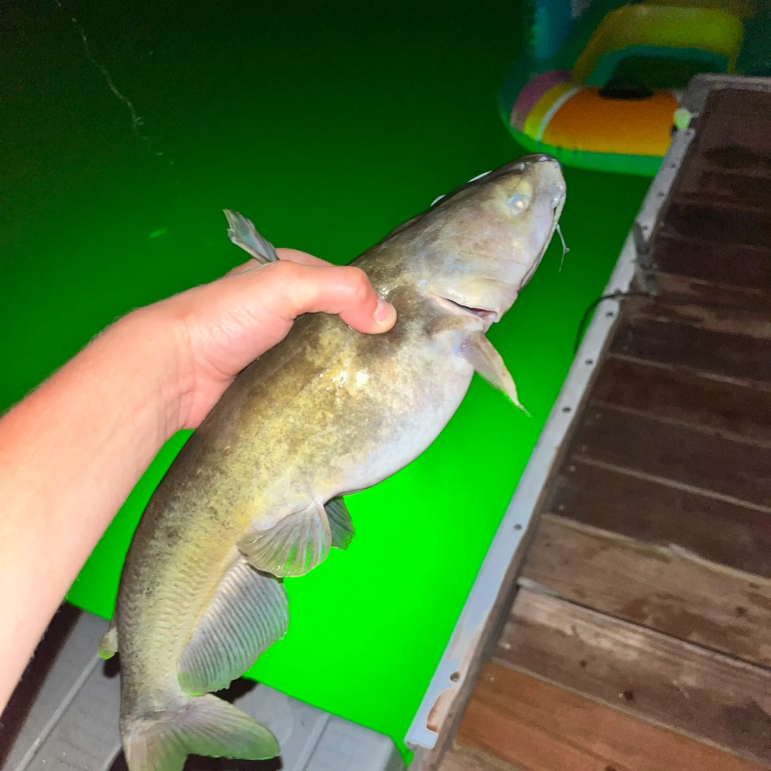 Channel catfish caught on Fishbrain