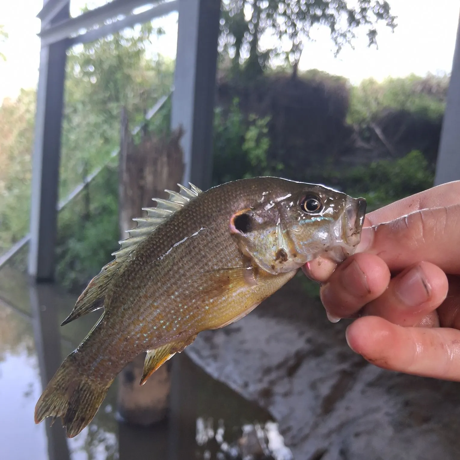 Green sunfish caught on Fishbrain